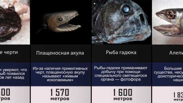 Сравнение: Бездна. Глубоководные существа