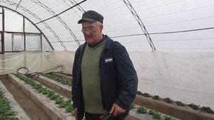 Листовая подкормка клубники