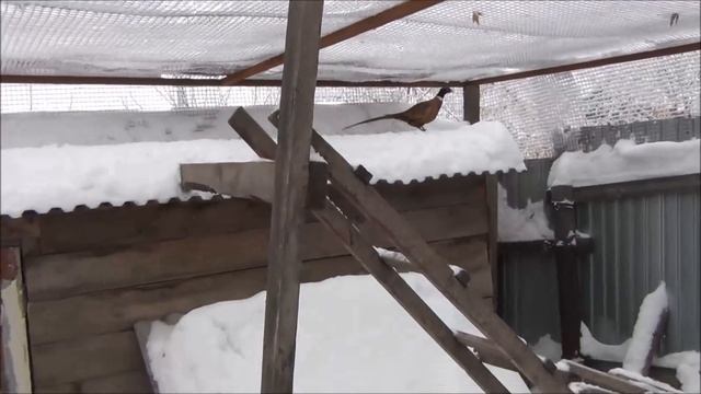 павлины и фазаны содержание зимой на улице смотреть онлайн