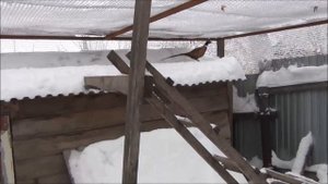 павлины и фазаны содержание зимой на улице
