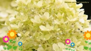 Гортензия метельчатая Литтл Пейшн. Краткий обзор, описание hydrangea paniculata Little Passion