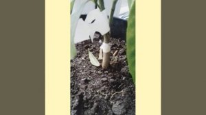 Клементин Корсика🍊 31.01.2020