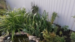 Мой цветник. Пересаживаю многолетние цветы.