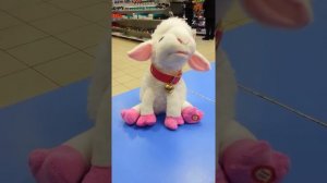 Овечка поёт