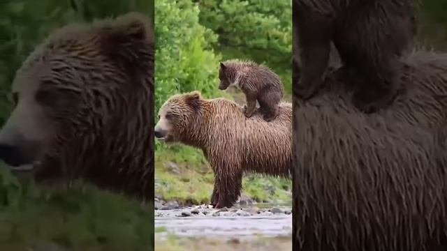 Медвежонок залез на спину маме