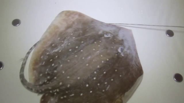 Чудо-юдо-рыба-скат! смотреть онлайн