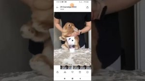 как сделать живые обои с видео из галереи ✌