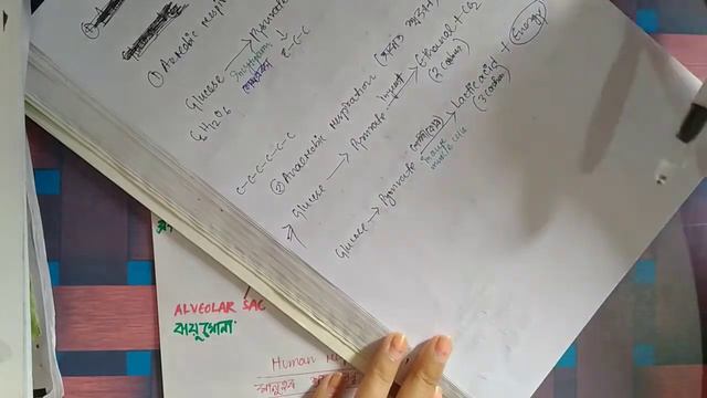 RESPIRATION CLASS X শ্বসন смотреть онлайн