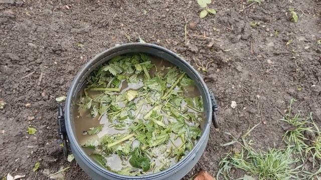 Зеленое удобрение из крапивы и лопуха