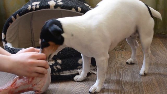 джек рассел Дарли и кость. смотреть онлайн