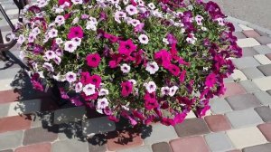 Петуния будет пышной! Важные правила ухода для обильного цветения.