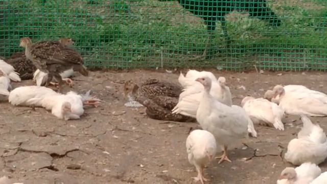 Цесарка Белая Волжская. Царская птичка! смотреть онлайн