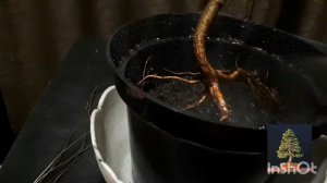 ?Бонсай. Начало. Ямадори - ель обыкновенная?