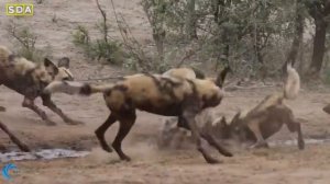 Mother Lion Save Lion Cubs From 10 Wild Dogs - Epic battle! Wild Dogs vs Lion