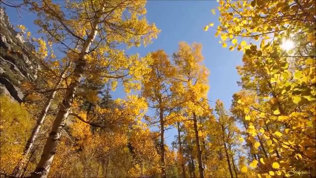 Галина Хомчик - Осень она не спросит, осень она придёт