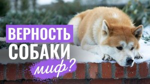 На самом ли деле собаки так ПРЕДАННЫ? 5 историй верности, которые ЗАСТАВЯТ ЗАДУМАТЬСЯ!