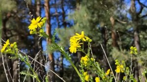 Растущая луна в мае 2021. Влияние луны.Что можно и что нельзя делать.