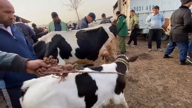 МОЛБОЗОРИ ДУШАНБЕ Ленинский РАЙОН НАРХИ ГОВИ ШИРТЕ СЕМЕНТАЛ 30 март 2022 Душанбе