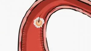 Овуляция и оплодотворение, зачатие