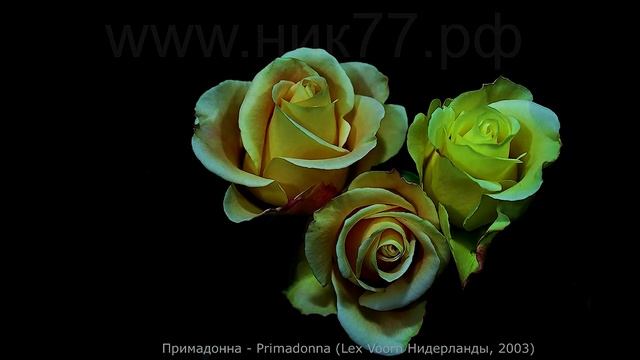 Как распускается роза Примадонна (Чайно гибридная)  imelapse Rose 4К. Primadonna(Lex 2003)