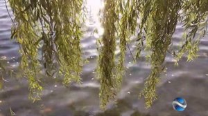 Двинской Владимир   А до зимы далеко