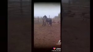 цыганские лошади феди базёнка