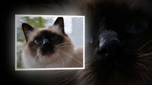 Священная бирма. Бирманская кошка