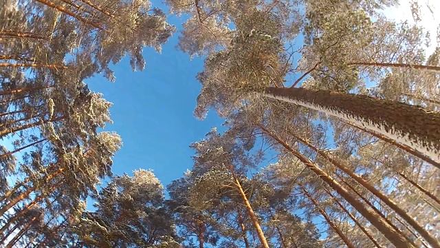 Сапёрное 2017.