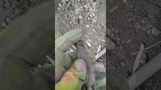 Трішки про піони! Як можно розмножити піони 🎋!