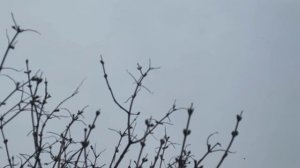 Гон голубей 16.04.2022г