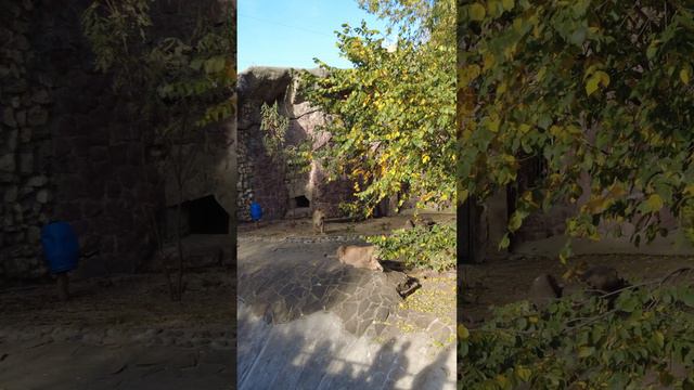 Lev. Moscow Zoo смотреть онлайн