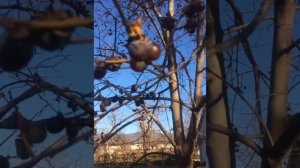 Чёрная кавказская ХУРМА!❤️