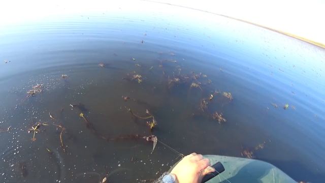 Отличный клев щуки на кружки! Рыбалка на щуку 2020! смотреть онлайн