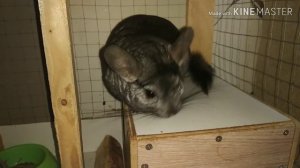 Как обработать шиншилле глаза и рот. Первая помощь при малокклюзии.