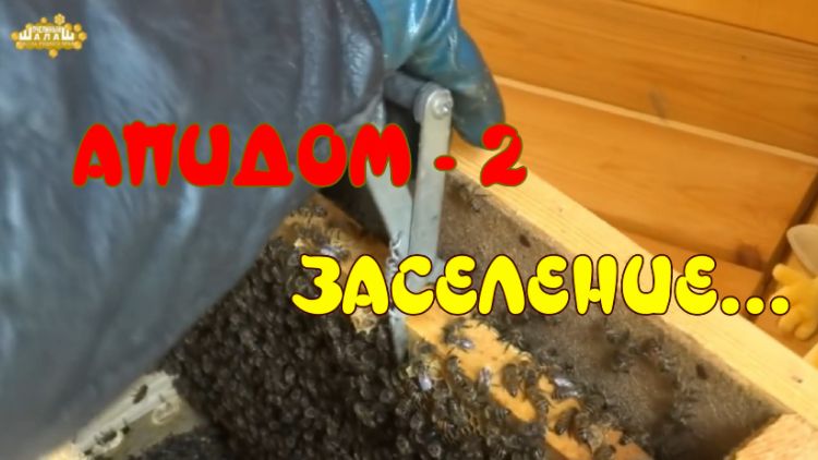АПИДОМ 2. ЗАСЕЛЕНИЕ. АПИДОМ СВОИМИ РУКАМИ. ПЕРЕСАДКА ПЧЕЛОПАКЕТА смотреть онлайн