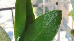 ?КУПИТЕ ОРХИДЕЕ ЭТО? - ОШИБКИ НАОБОРОТ! ПОДАРИТЕ СВОЕЙ ОРХИДЕЕ ЭТО ДЛЯ БЫСТРОГО РАЗВИТИЯ И ЦВЕТЕНИЯ