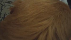 Пироплазмоз у собак. Методы лечения