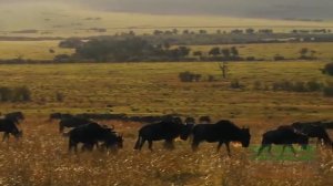 СЕРЕНГЕТИ _ Serengeti 6 серия