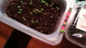 Уход за рассадой земляники и клубники