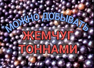 Жемчужина. Как добывают жемчуг тоннами / Pearl. How to extract pearls by the ton