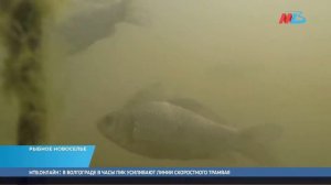 Два миллиона мальков «расквартировали» в Цимлянском водохранилище