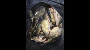 СУПЕР РЫБАЛКА НА КАРПА!!!!!