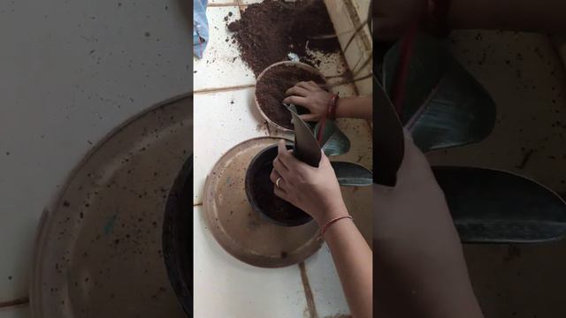 how to grow rubber plant by cutting # rubber plant propogation # rubber plant grow using leaf смотреть онлайн