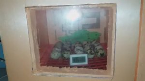 ИНКУБАЦИЯ ПЕРЕПЕЛИНЫХ ЯИЦ ИЗ МАГАЗИНА || ИНКУБИРОВАНИЕ ЯИЦ