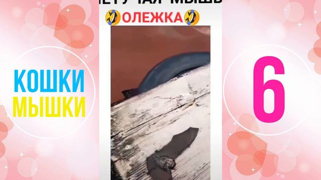 Приколы с Животными №6 | Забавные Кошки | Весёлые Собаки | Кошки Мышки 🐱🐭