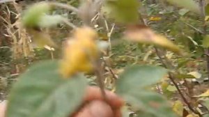 Яблоня сорт Энтерпрайз лежкое и темное