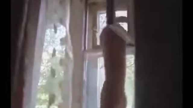 Самые умные коты, собранные со всего интернета