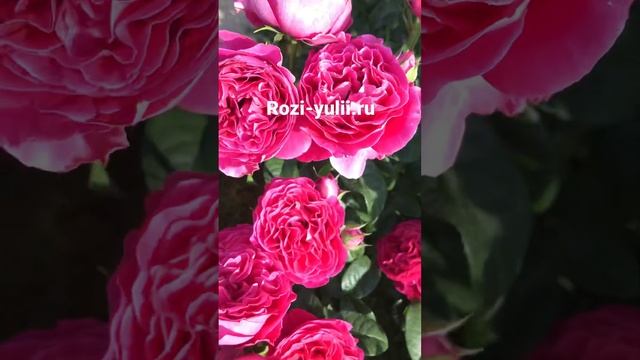 Английские розы -«Кейт»?Каталог rozi-yulii.ru?.        #саженцыроз #английскиерозы #розыостина