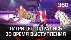 Тигрицы устроили жестокую драку на арене цирка в Кисловодске