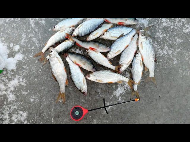 Новая рыбалка по первому льду 2020 р.Тобол #NIK_72 смотреть онлайн